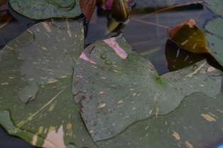 DSC_3875.jpg