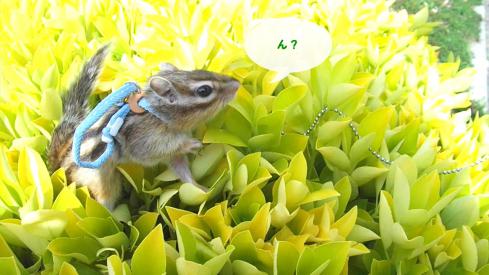 花みたいな葉っぱ1