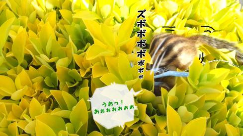 花みたいな葉っぱ7
