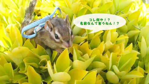 花みたいな葉っぱ5