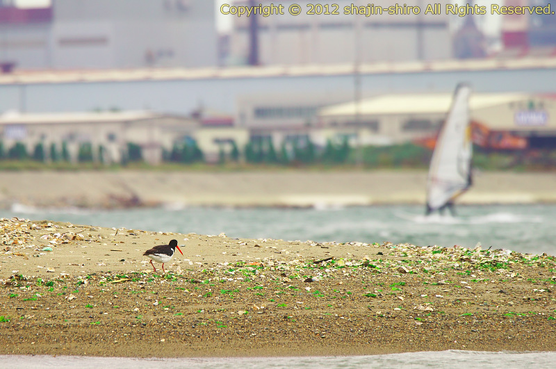 DSC00434.jpg