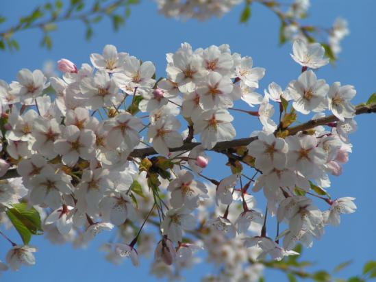 sakura003l.jpg