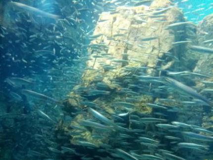 魚の群れ