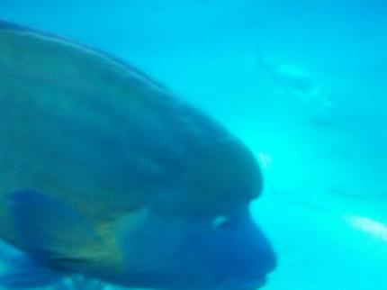 おでこの魚