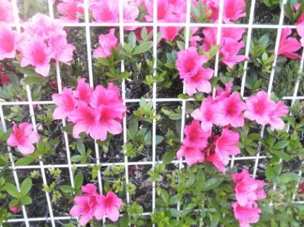 お花1