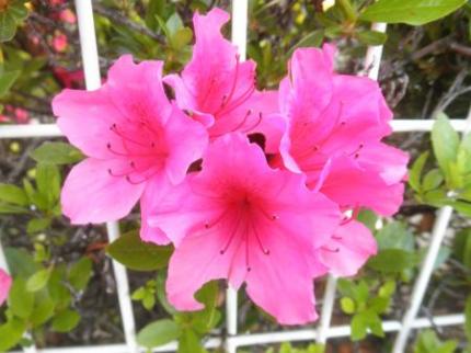 お花2