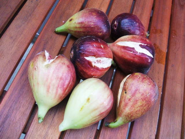 DSCF9738.jpg