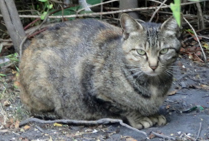 0120525-猫-4