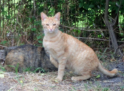 0120525-猫-3