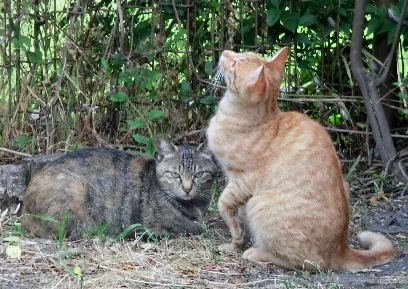 0120525-猫-2