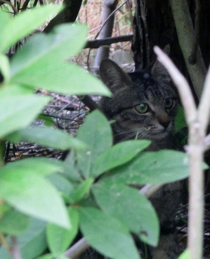 0120525-猫-1