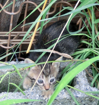 120901-子猫-3