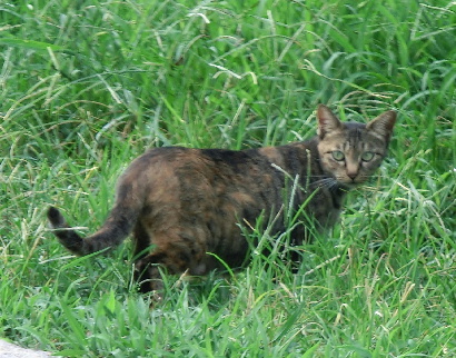 120901-子猫-1