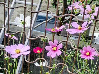 121030-公園の花-5