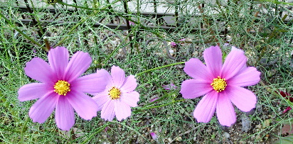 121030-公園の花-4