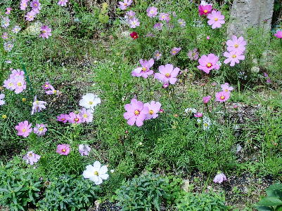 121030-公園の花-3