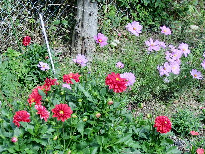 121030-公園の花-3.5