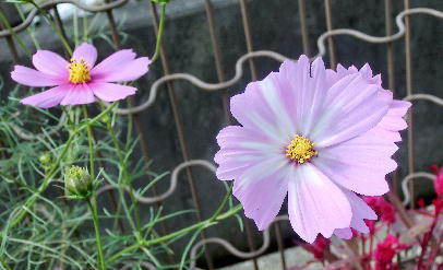 121030-公園の花-6