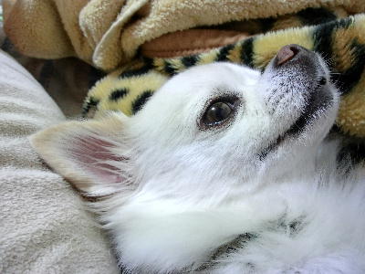 121102-銀ちゃんこんな顔の時-1