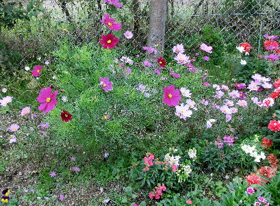 121201-公園の花-2