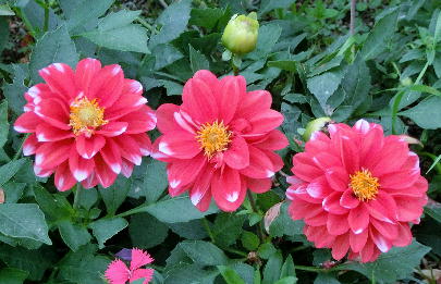 121201-公園の花-7