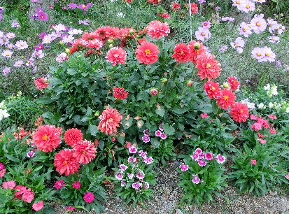 121201-公園の花-5