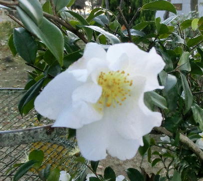 121215-公園の花-1