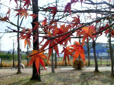 140101-公園の花-3