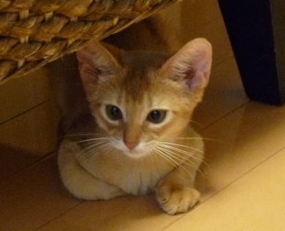 P1000470a.jpg