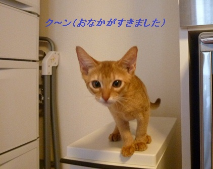 P1000670a.jpg