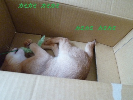 P1000798a.jpg