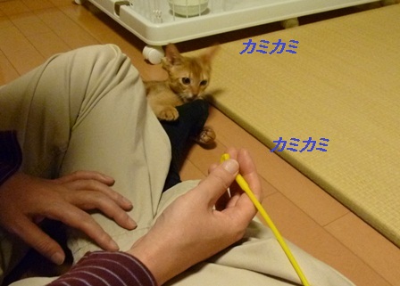 P1000859a.jpg