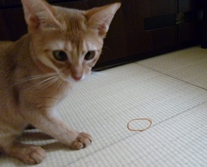 P1000879a.jpg