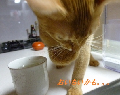 P1000883a.jpg