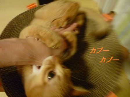 P1000890a.jpg