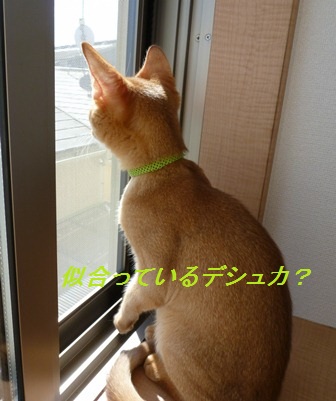 P1000924a.jpg