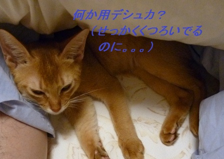 P1000935a.jpg
