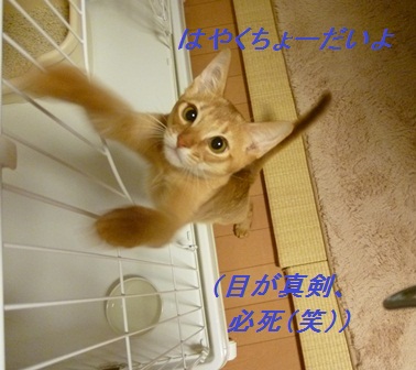 P1000956a.jpg