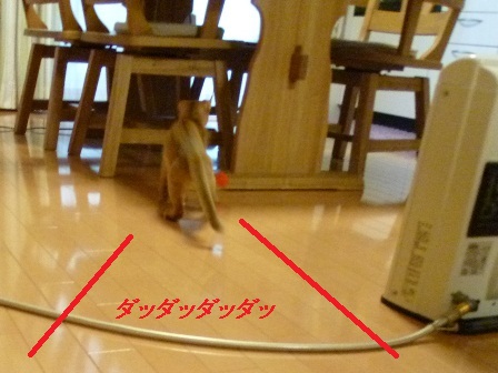 P1010014a.jpg