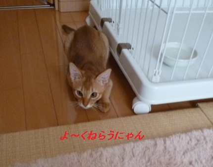 P1010020a.jpg