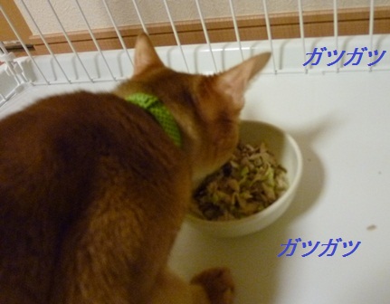 P1010032a.jpg