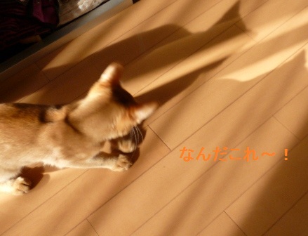 P1010130a.jpg