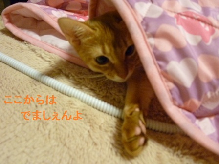 P1010145a.jpg