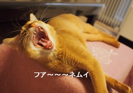 P1100326a.jpg