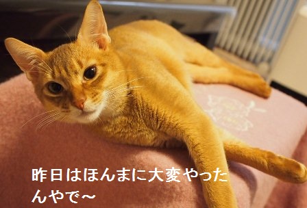 P1100328a.jpg