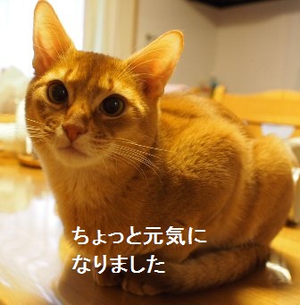 P1100331a.jpg
