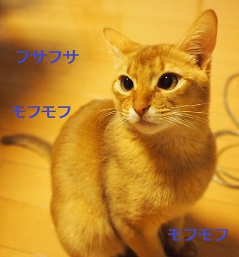 PC040175a.jpg