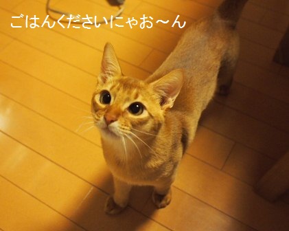 PC120237a.jpg