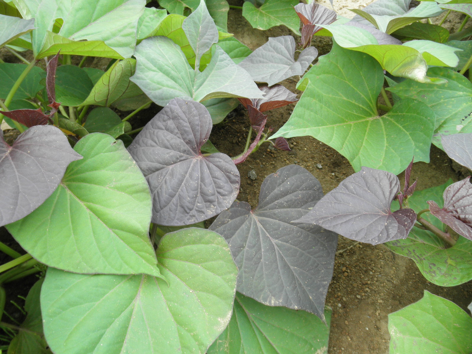 鹿嶋の 菜園日記 さつまいもの不思議