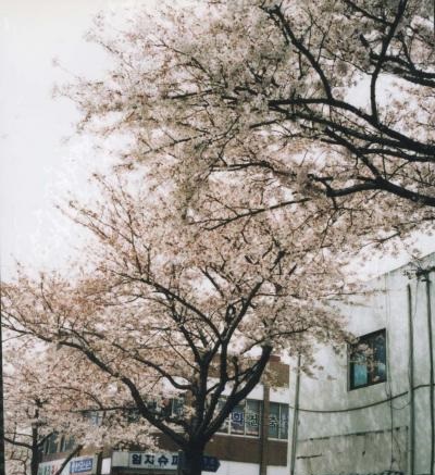 済州島　桜